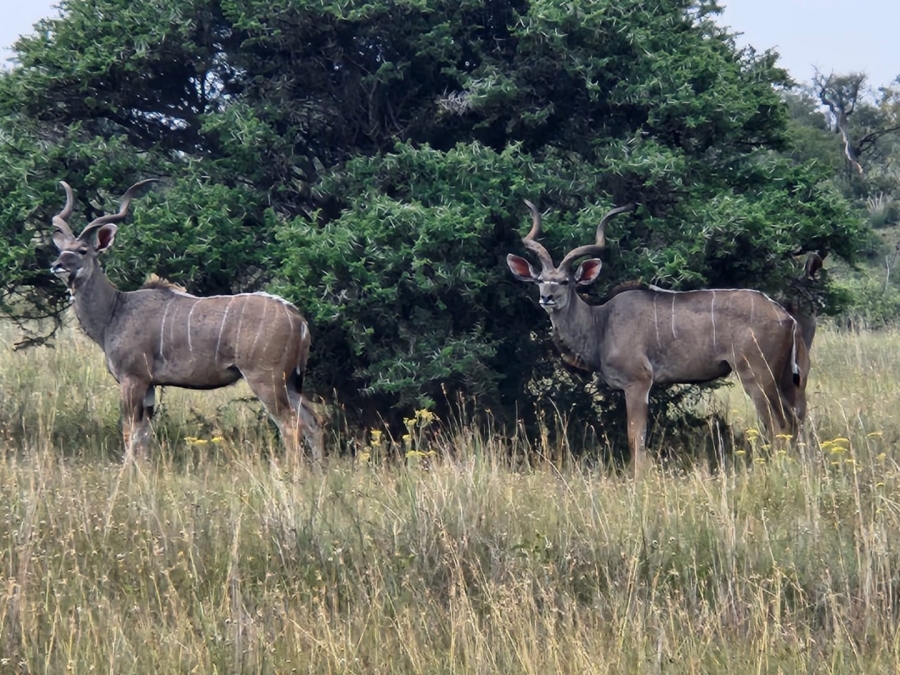 Commercial Property for Sale in Lekwena Wildlife Estate North West